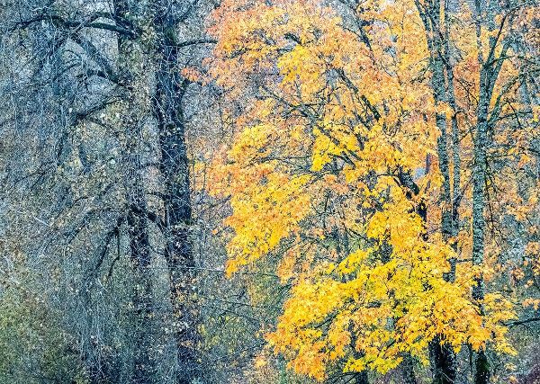 Gulin, Sylvia 아티스트의 USA-Washington State-Preston-Cottonwoods and Big Leaf Maple trees in fall colors작품입니다.